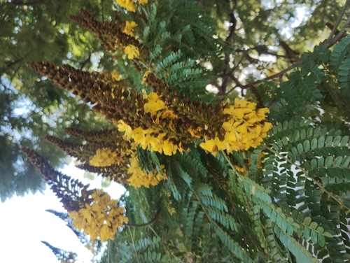 Cenostigma pluviosum, photograph 3
