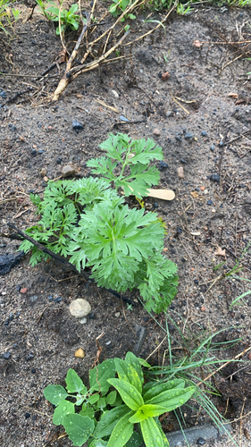absinthe wormwood