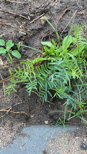tufted vetch