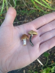 Psilocybe subaeruginosa