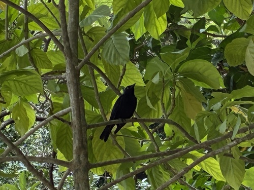 Aplonis opaca observed 2026-08-20