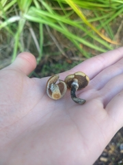 Psilocybe subaeruginosa