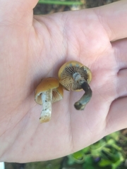Psilocybe subaeruginosa
