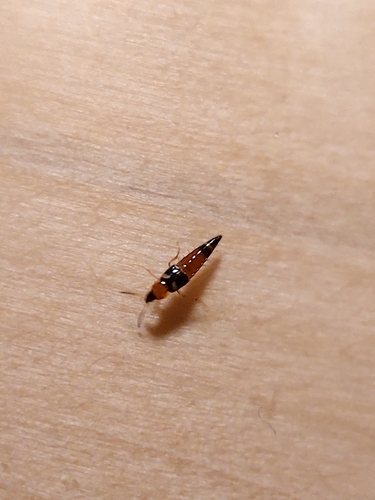 lunar rove beetle