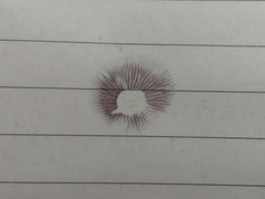 Psilocybe subaeruginosa