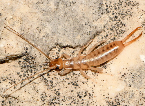 Shore Earwig, photo 2 of 8