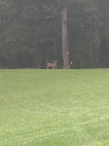 White-tailed Deer
