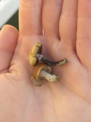 Psilocybe subaeruginosa