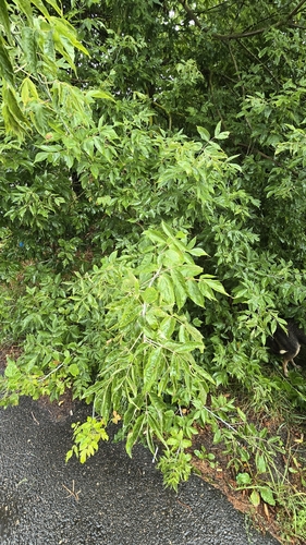 box elder