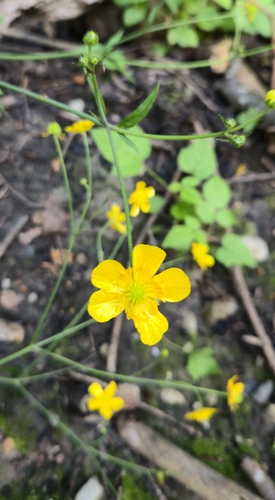 Ranunculus lanuginosus, photograph 1