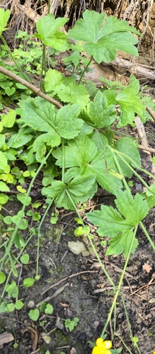 Ranunculus lanuginosus, photograph 2