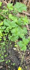 author not stated, no rights reserved Ranunculus lanuginosus, photograph author not stated, no rights reserved