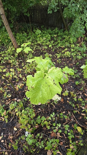 Sosnowsky's hogweed