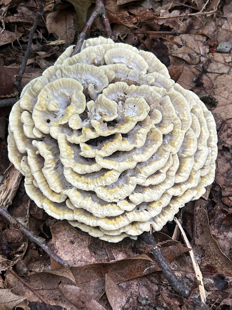 Thelephora vialis · August 2026 · photo: Photo: (c) martin_livezey, some rights reserved (CC BY) · iNaturalist