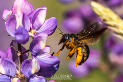 Xylocopa californica diamesa