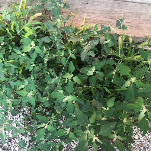 Common Lambsquarters