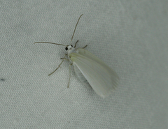 Ennomos subsignaria
