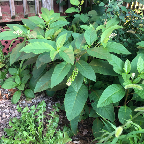 American pokeweed
