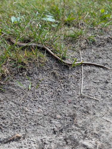 Common Slowworm