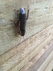 Drymaplaneta communis