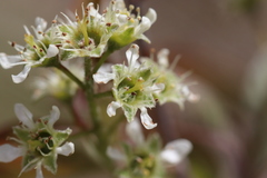 Amelanchier nantucketensis