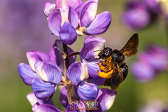 Xylocopa californica diamesa