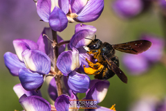 Xylocopa californica diamesa