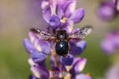 Xylocopa californica diamesa