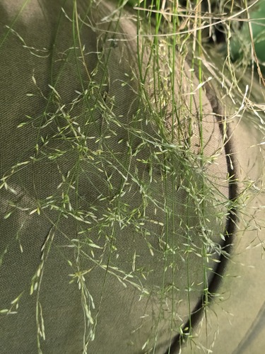 Poa nemoralis, photograph 6