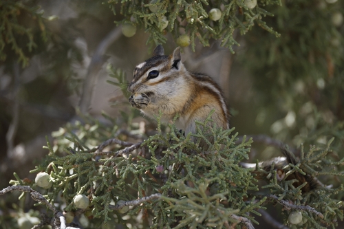 Least Chipmunk