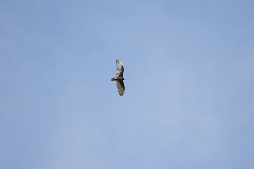 Turkey Vulture