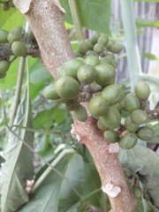 Angiospermae