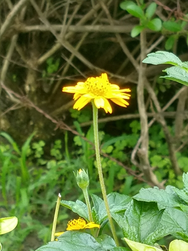 Sphagneticola calendulacea observed 2026-08-18
