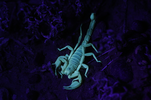 Northern Scorpion