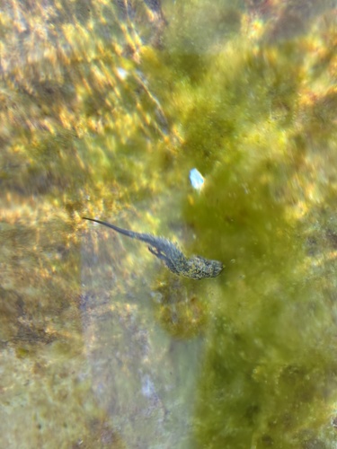 Italian Wall Lizard