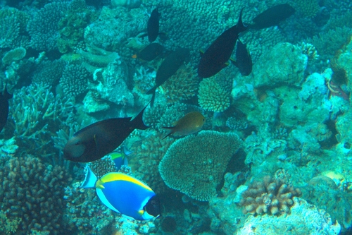 Acanthurus auranticavus observed 2026-08-20
