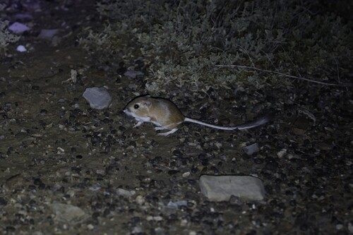 Ord's Kangaroo Rat