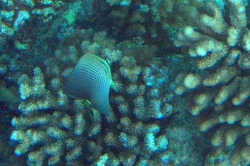 Chaetodon triangulum observed 2026-08-20