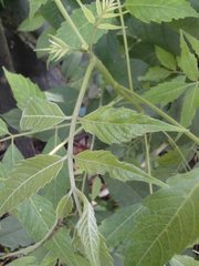 Angiospermae