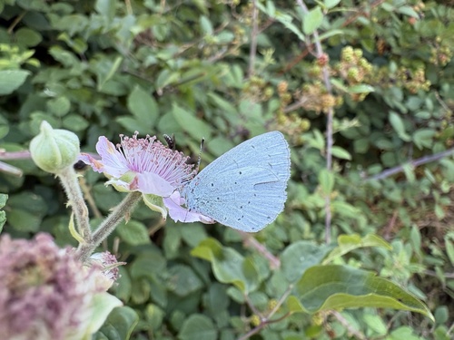 Holly Blue