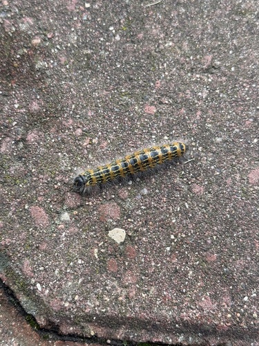 Buff-tip