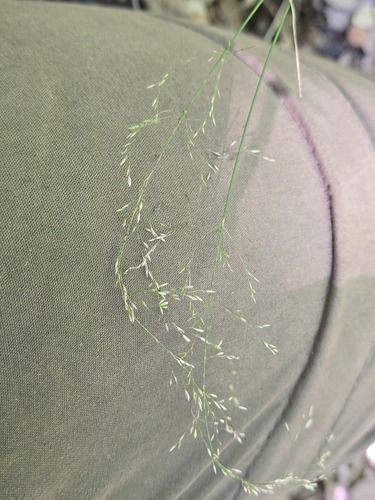 Poa nemoralis, photograph 5
