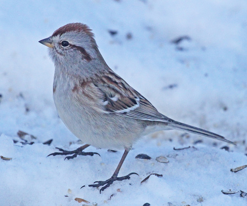American Tree Sparrow, photo 10 of 10