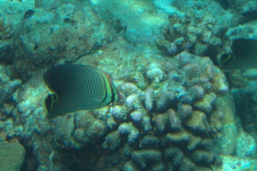 Chaetodon triangulum observed 2026-08-20