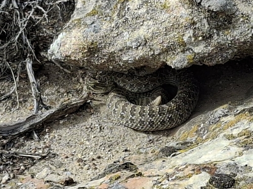 Prairie Rattlesnake