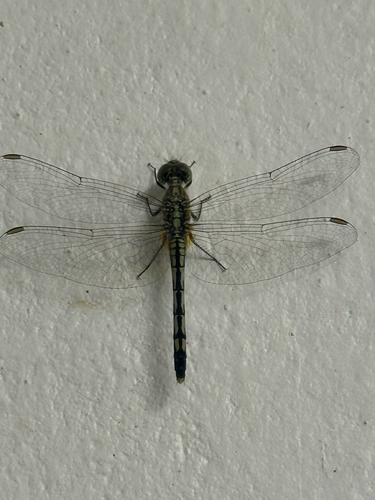 Chalky Percher