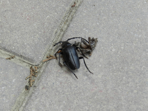 Rhaesus serricollis