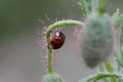 Harmonia axyridis