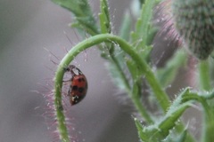 Harmonia axyridis