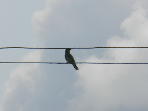 European Roller